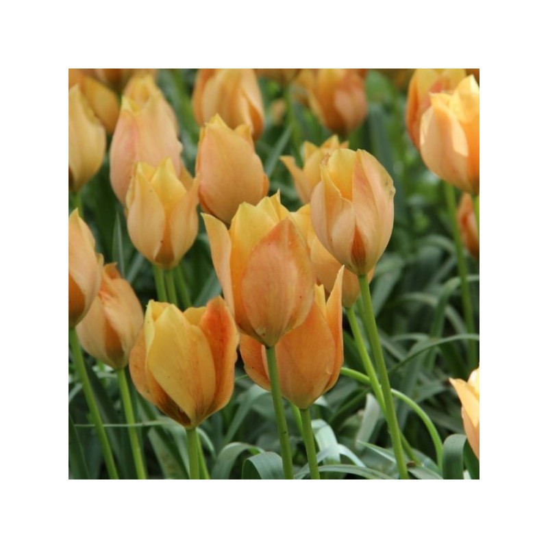 Tulipa batalinii 'Bright Gem'