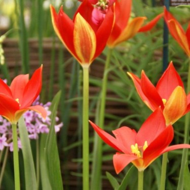 Tulipa sprengeri Tulipa sprengeri