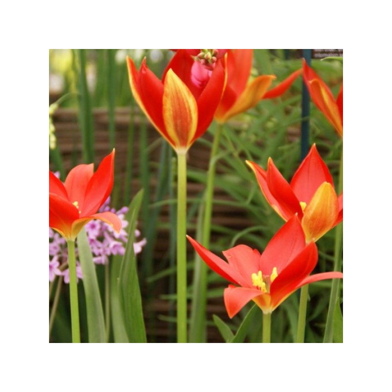 Tulipa sprengeri Tulipa sprengeri