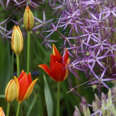 Tulipa sprengeri Tulipa sprengeri