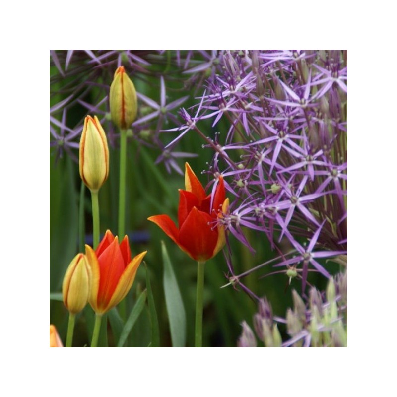 Tulipa sprengeri Tulipa sprengeri