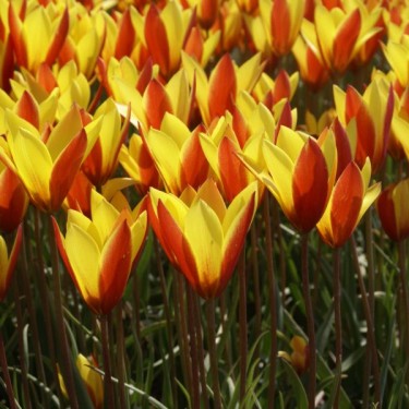Tulipa clusiana var. chrysantha 'Tubergen's Gem' Tulipa clusiana var. chrysantha 'Tubergen's Gem'