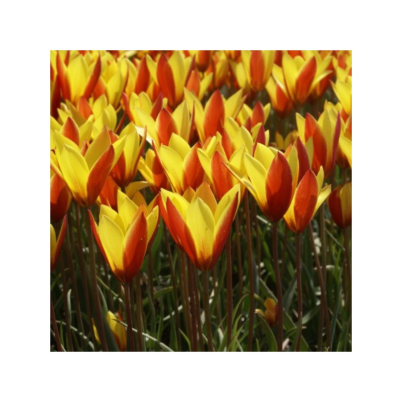 Tulipa clusiana var. chrysantha 'Tubergen's Gem' Tulipa clusiana var. chrysantha 'Tubergen's Gem'