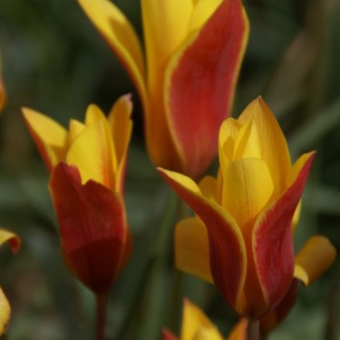 Tulipa clusiana var. chrysantha 'Tubergen's Gem' Tulipa clusiana var. chrysantha 'Tubergen's Gem'