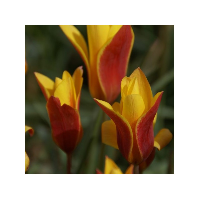 Tulipa clusiana var. chrysantha 'Tubergen's Gem' Tulipa clusiana var. chrysantha 'Tubergen's Gem'
