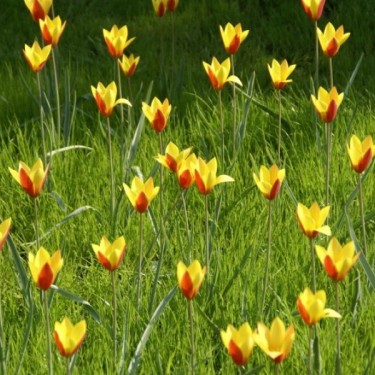 Tulipa clusiana var. chrysantha 'Tubergen's Gem' Tulipa clusiana var. chrysantha 'Tubergen's Gem'