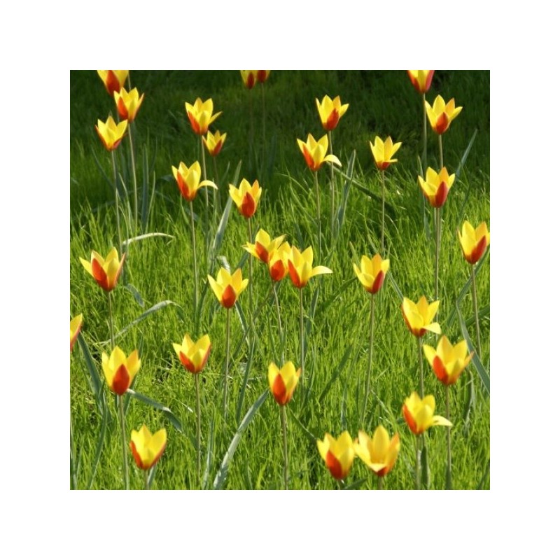Tulipa clusiana var. chrysantha 'Tubergen's Gem' Tulipa clusiana var. chrysantha 'Tubergen's Gem'