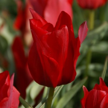 Tulipa stapfii Tulipa stapfii
