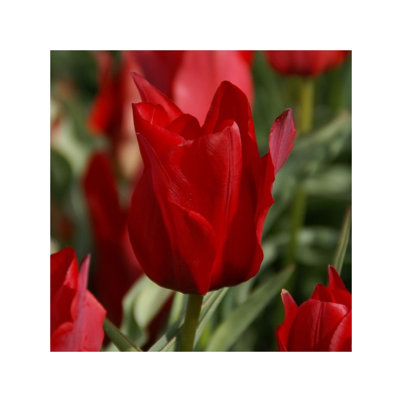 Tulipa stapfii Tulipa stapfii
