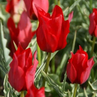 Tulipa stapfii Tulipa stapfii