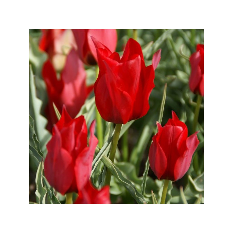 Tulipa stapfii Tulipa stapfii