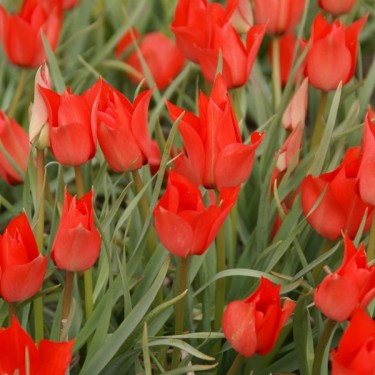 Tulipa linifolia Tulipa linifolia