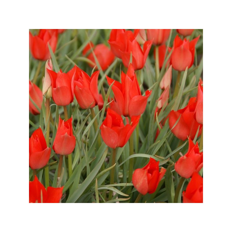 Tulipa linifolia Tulipa linifolia