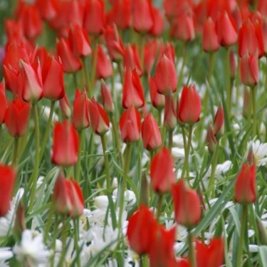Tulipa linifolia Tulipa linifolia