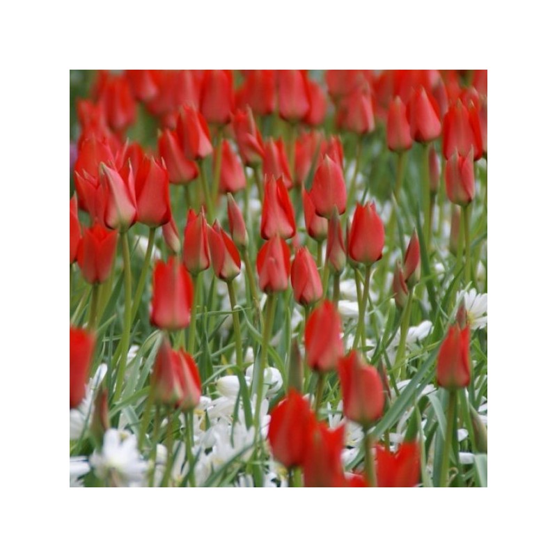 Tulipa linifolia Tulipa linifolia