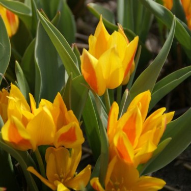 Tulipa heweri Tulipa heweri