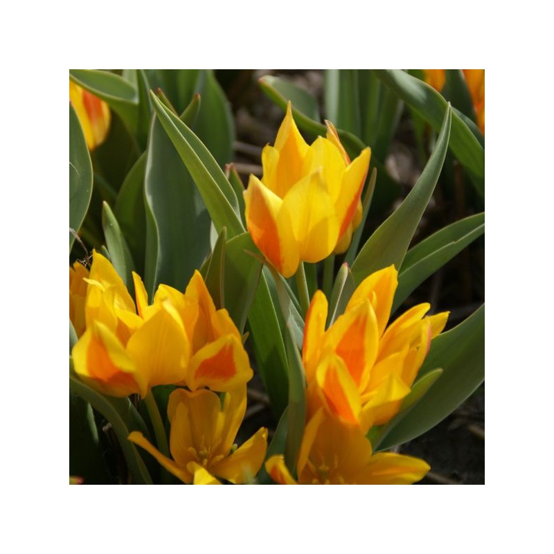 Tulipa heweri Tulipa heweri