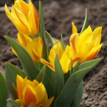 Tulipa heweri Tulipa heweri