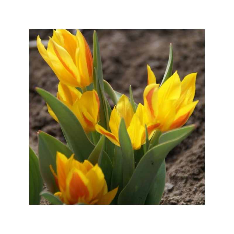Tulipa heweri Tulipa heweri