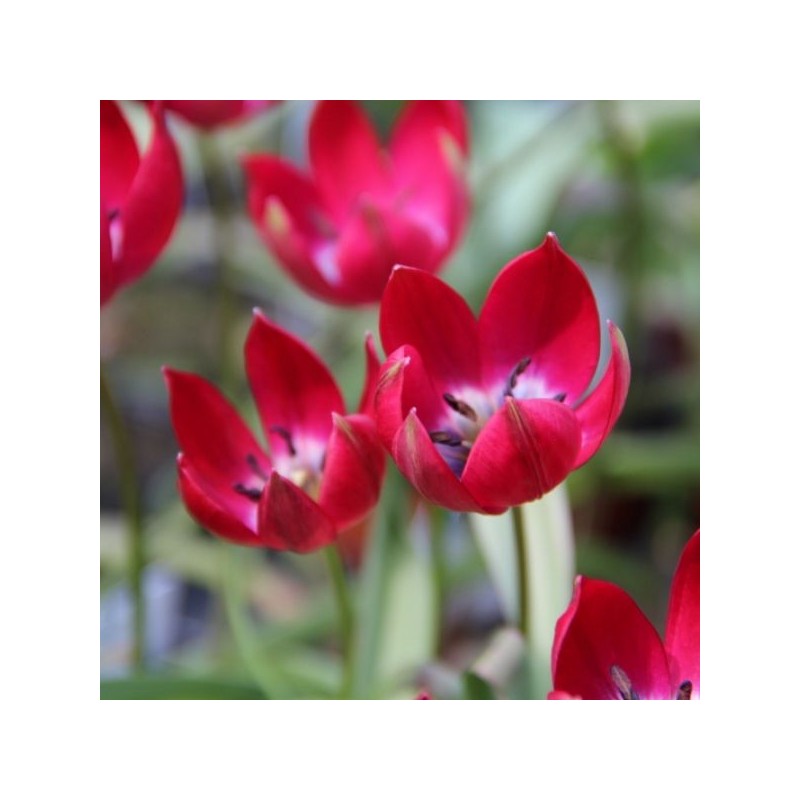 Tulipa Tiny Timo' Tulipa Tiny Timo'