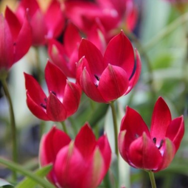 Tulipa Tiny Timo' Tulipa Tiny Timo'