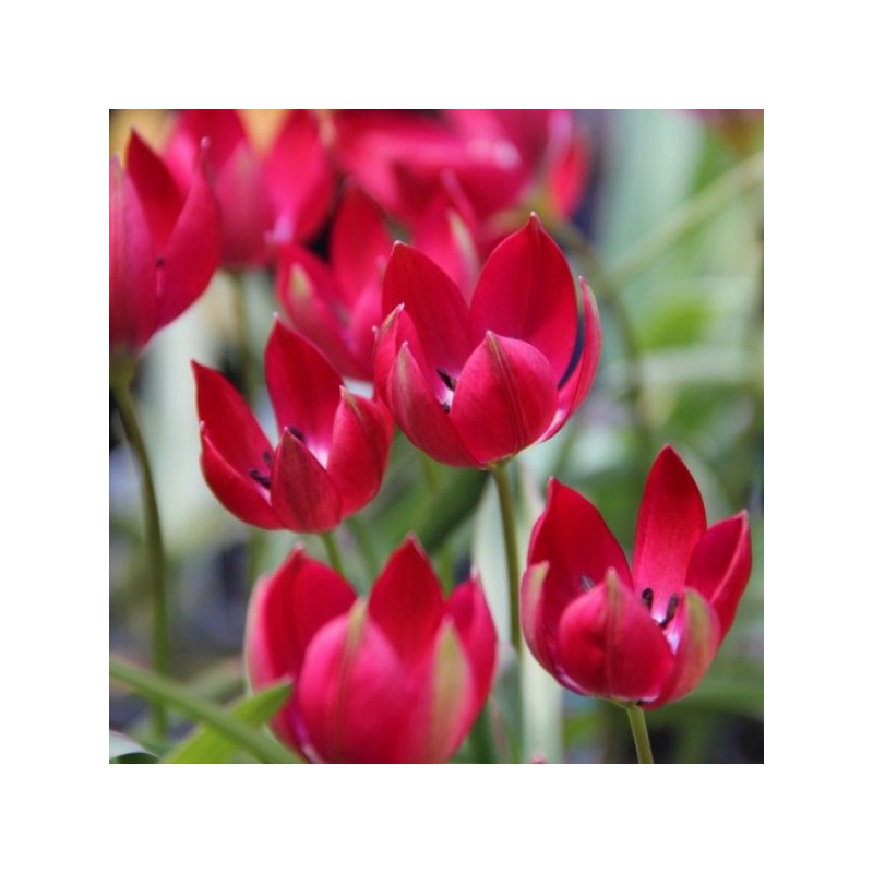 Tulipa Tiny Timo' Tulipa Tiny Timo'