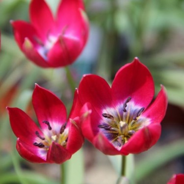 Tulipa Tiny Timo' Tulipa Tiny Timo'