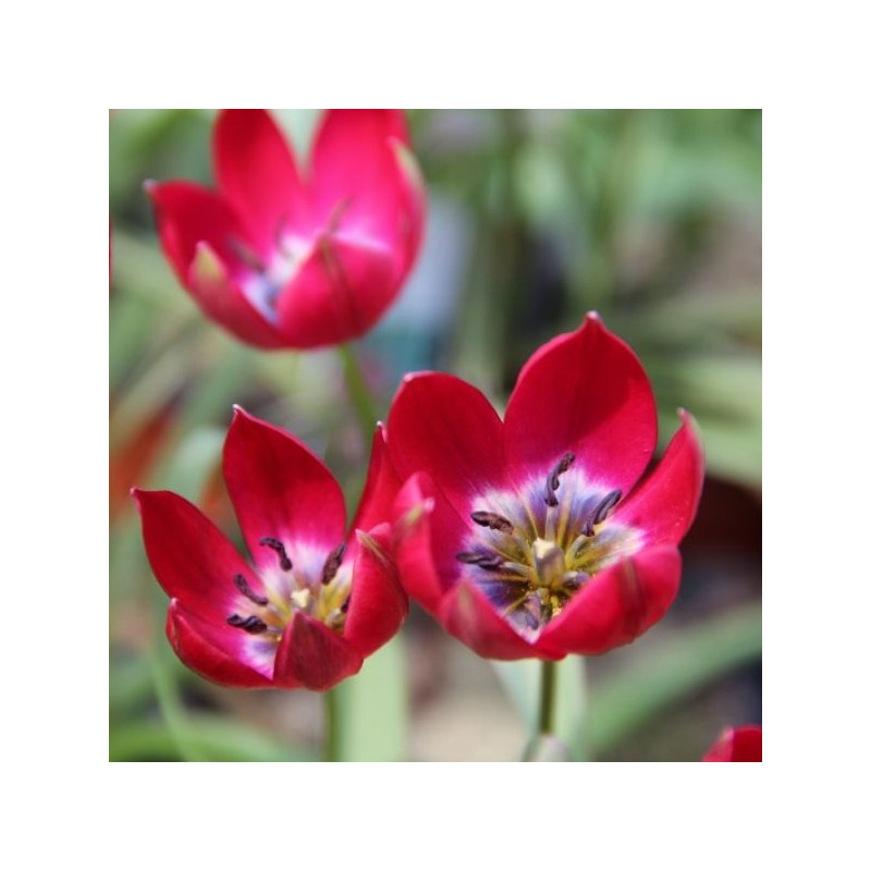 Tulipa Tiny Timo' Tulipa Tiny Timo'