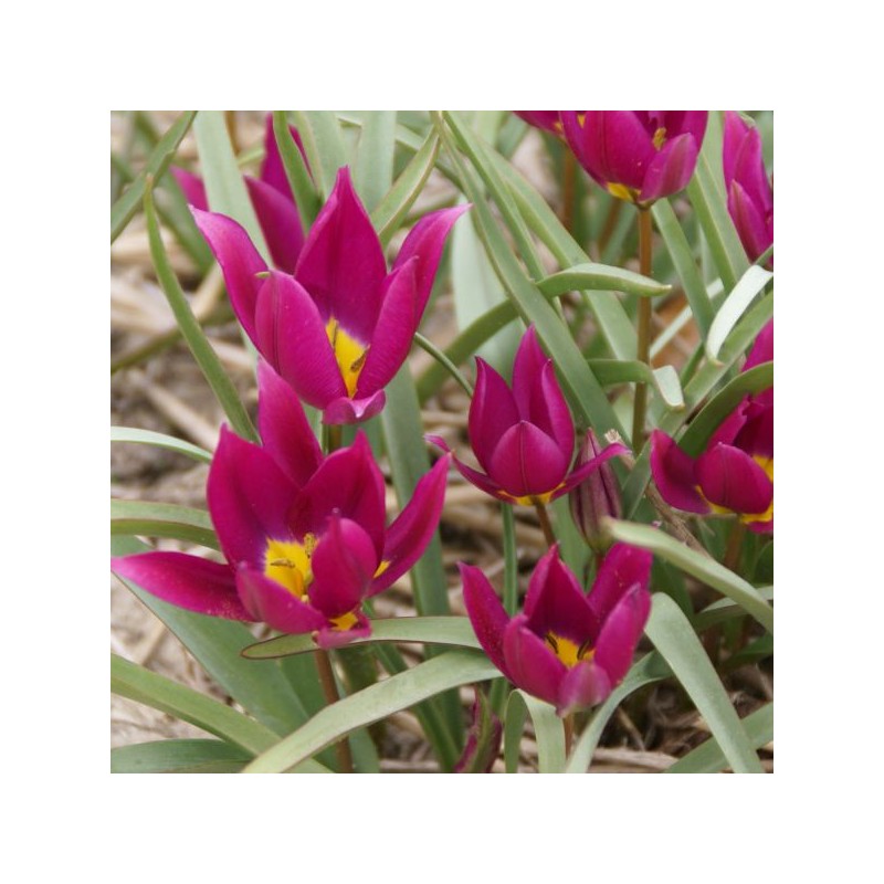 Tulipa humilis 'Eastern Star' Tulipa humilis 'Eastern Star'