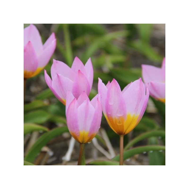Tulipa bakeri 'Lilac Wonder' Tulipa bakeri 'Lilac Wonder'