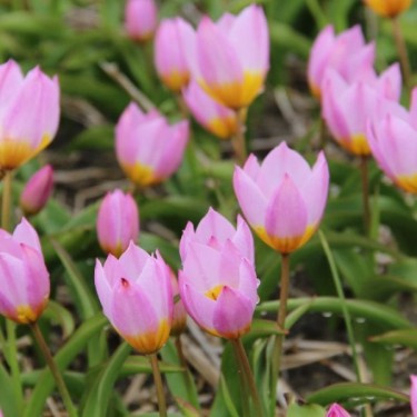 Tulipa bakeri 'Lilac Wonder' Tulipa bakeri 'Lilac Wonder'