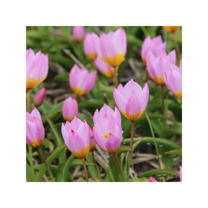 Tulipa bakeri 'Lilac Wonder' Tulipa bakeri 'Lilac Wonder'