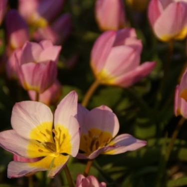 Tulipa bakeri 'Lilac Wonder' Tulipa bakeri 'Lilac Wonder'