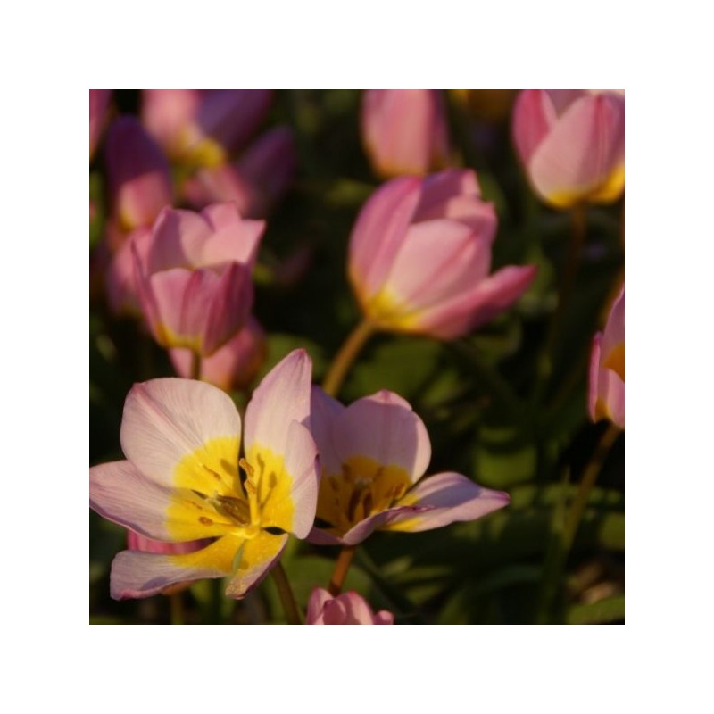 Tulipa bakeri 'Lilac Wonder' Tulipa bakeri 'Lilac Wonder'