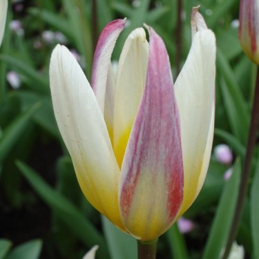 Tulipa kaufmanniana 'Ice Stick' Tulipa kaufmanniana 'Ice Stick'