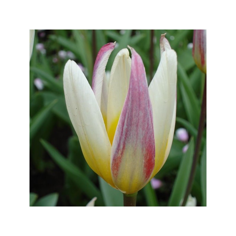Tulipa kaufmanniana 'Ice Stick' Tulipa kaufmanniana 'Ice Stick'