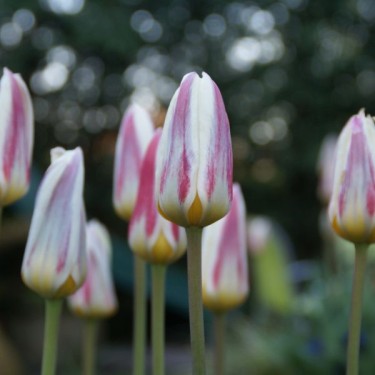 Tulipa kaufmanniana 'Ice Stick' Tulipa kaufmanniana 'Ice Stick'