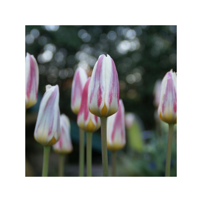 Tulipa kaufmanniana 'Ice Stick' Tulipa kaufmanniana 'Ice Stick'