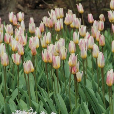 Tulipa kaufmanniana 'Ice Stick' Tulipa kaufmanniana 'Ice Stick'