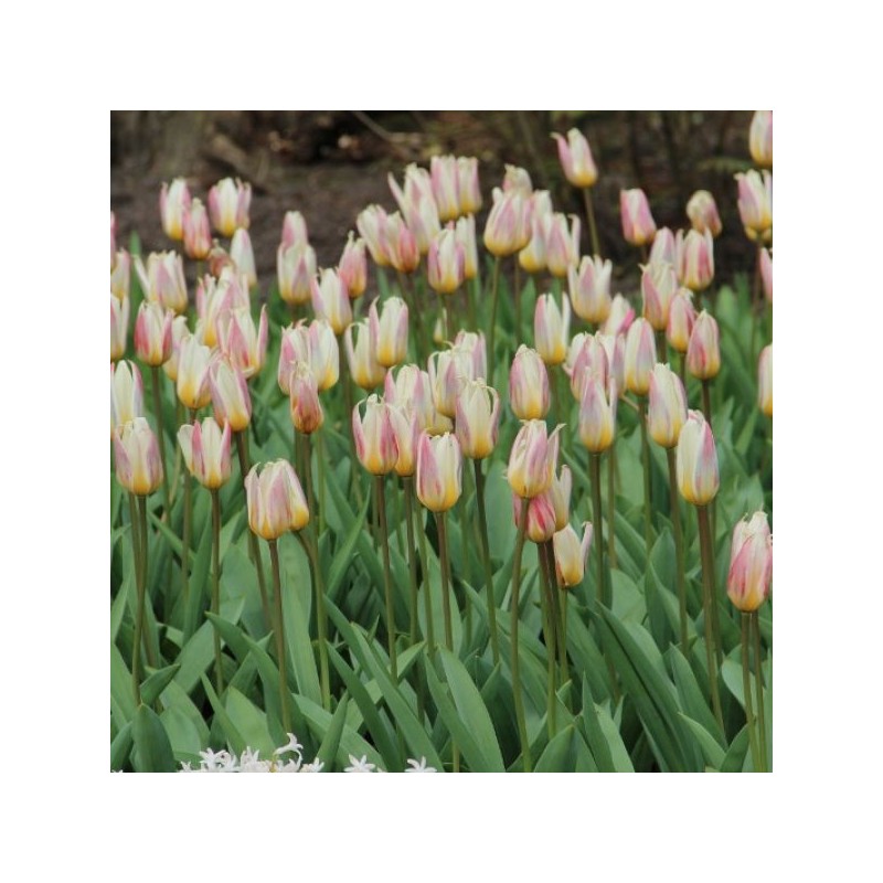 Tulipa kaufmanniana 'Ice Stick' Tulipa kaufmanniana 'Ice Stick'
