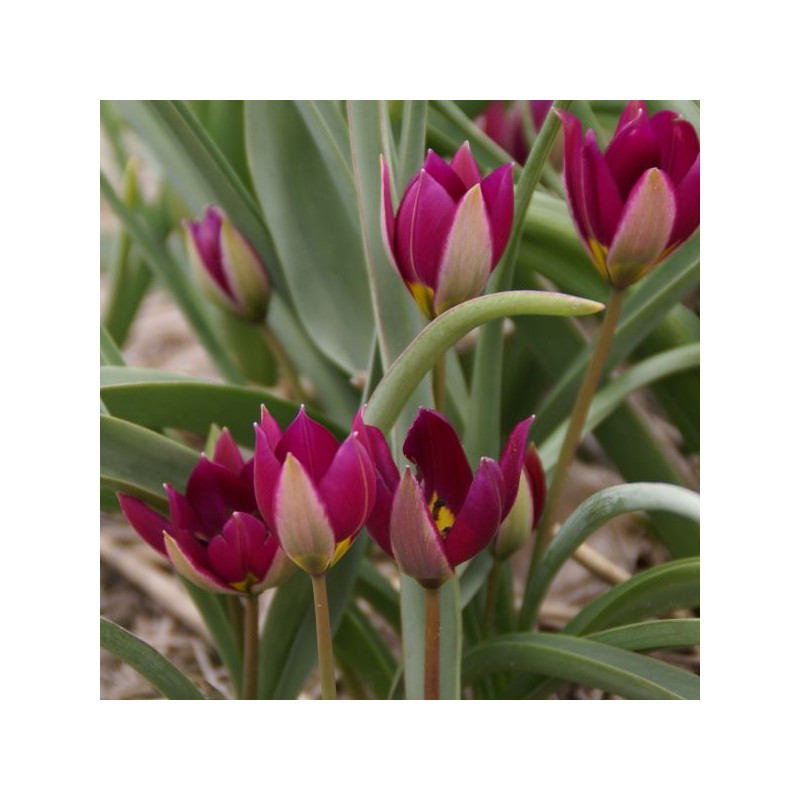 Tulipa humilis 'Persian Pearl' Tulipa humilis 'Persian Pearl'