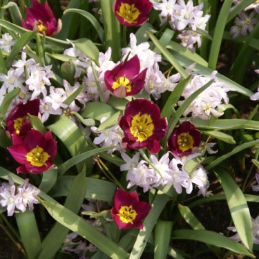 Tulipa humilis 'Persian Pearl' Tulipa humilis 'Persian Pearl'