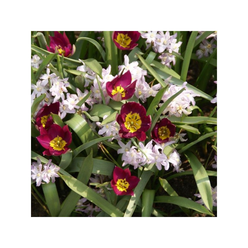 Tulipa humilis 'Persian Pearl' Tulipa humilis 'Persian Pearl'