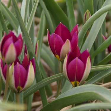 Tulipa humilis 'Persian Pearl' Tulipa humilis 'Persian Pearl'