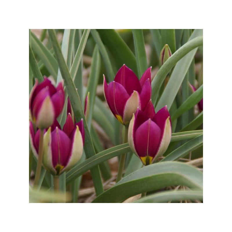 Tulipa humilis 'Persian Pearl' Tulipa humilis 'Persian Pearl'