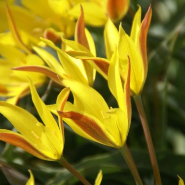 Tulipa kolpakowskiana Tulipa kolpakowskiana