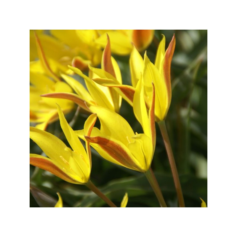 Tulipa kolpakowskiana Tulipa kolpakowskiana