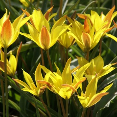 Tulipa kolpakowskiana Tulipa kolpakowskiana