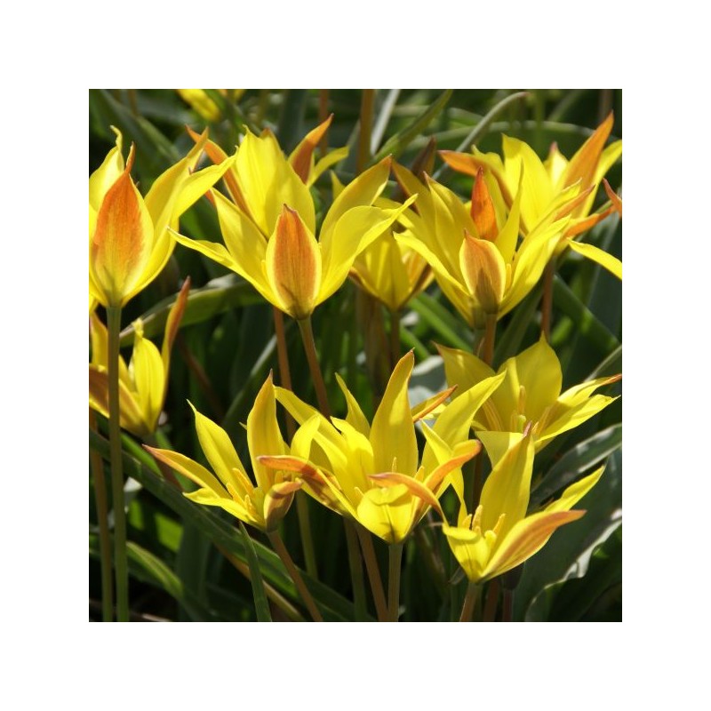 Tulipa kolpakowskiana Tulipa kolpakowskiana