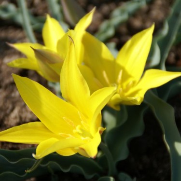 Tulipa kolpakowskiana Tulipa kolpakowskiana